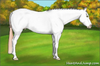 Horse Color:Amber Champagne Appaloosa 