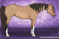 Horse Color:Bay Roan Dun 