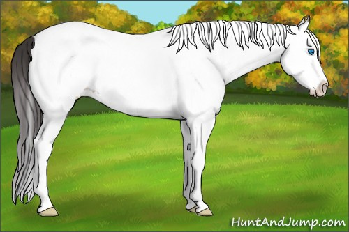 Horse Color: White Spotted Bay Splash 