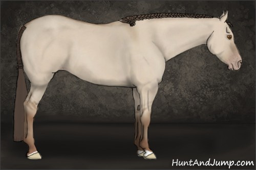 Horse Color: Classic Champagne Dun 