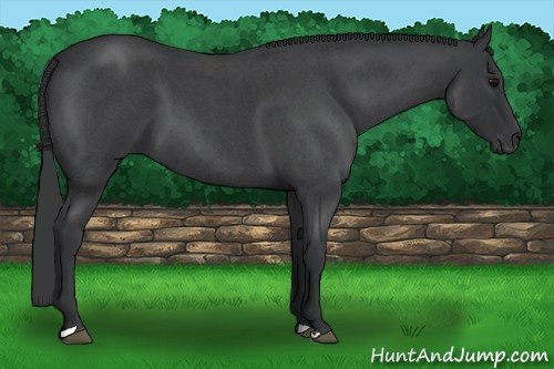 Horse Color: Blue Roan 