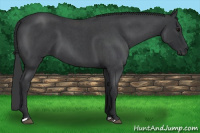 Horse Color:Blue Roan 