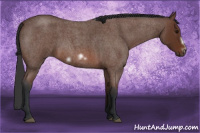 Horse Color:Bay Roan Frame 