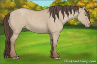 Horse Color:Classic Champagne Dun 