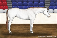 Horse Color:White Spotted Chestnut