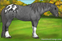 Horse Color:Brown Tobiano Appaloosa