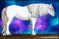 Horse Color:Liver Chestnut Appaloosa 