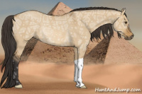 Horse Color:Buckskin Ice Dun Rabicano 