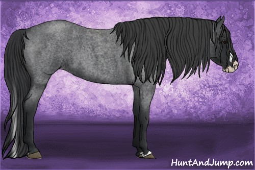 Horse Color: Blue Roan Splash 