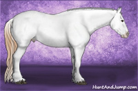 Horse Color:Chestnut Appaloosa