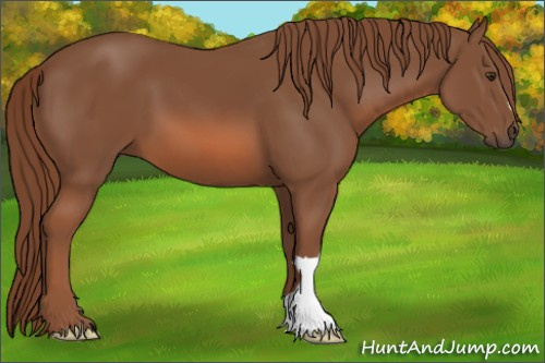 Horse Color: Liver Chestnut 