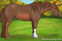 Horse Color:Liver Chestnut 