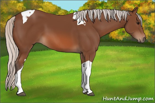 Horse Color: Unknown 