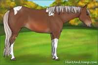 Horse Color:Unknown 