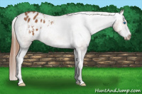 Horse Color:Chestnut Splash Frame Appaloosa 