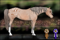 Horse Color:Bay Tobiano Blanket 