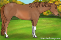 Horse Color:Chestnut Tobiano