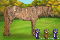 Horse Color:Buckskin Sabino Rabicano  Brindle