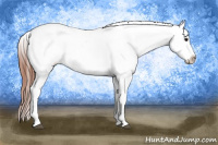 Horse Color:Grullo Splash Appaloosa 