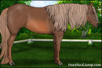 Horse Color:Liver Chestnut 