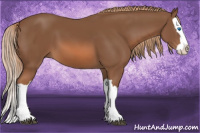 Horse Color:Liver Chestnut Splash