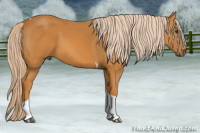 Horse Color:Palomino Tobiano 