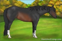 Horse Color:Brown 