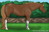 Horse Color:Gray Chestnut 