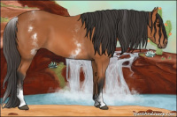 Horse Color:White Spotted Bay 