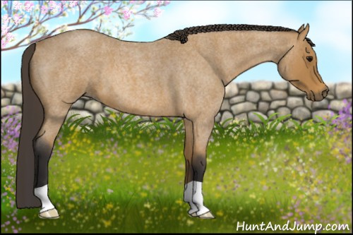 Horse Color: Buckskin Roan 