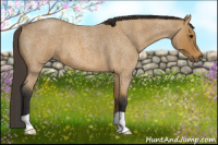 Horse Color:Buckskin Roan 