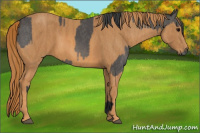 Horse Color:Black  Brindle