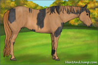 Horse Color:Black  Brindle