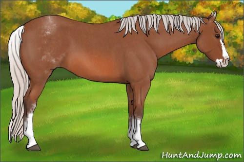 Horse Color: White Spotted Silver Bay Roan Splash 