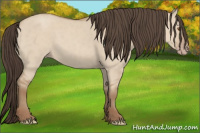 Horse Color:Classic Champagne Dun