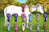 Horse Color:Gold Cream Champagne Appaloosa 