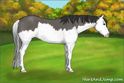 Horse Color: Grullo Sabino Splash 