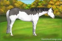 Horse Color:Grullo Sabino Splash 