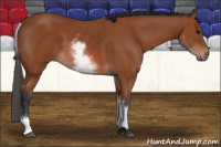 Horse Color:White Spotted Bay 