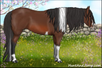 Horse Color:Bay Splash Tobiano 