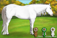 Horse Color:Blue Roan Appaloosa