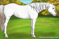 Horse Color:White Spotted Bay Splash Tobiano Appaloosa 