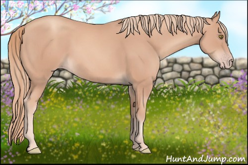 Horse Color: Gold Champagne Rabicano 