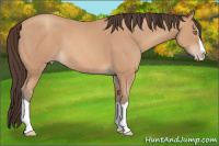 Horse Color:Amber Champagne Splash 