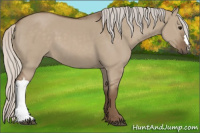 Horse Color:Silver Grullo 