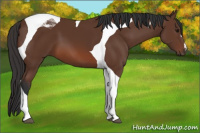 Horse Color:Bay Tobiano 