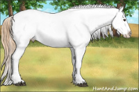 Horse Color:Chestnut Tobiano Near Leopard 