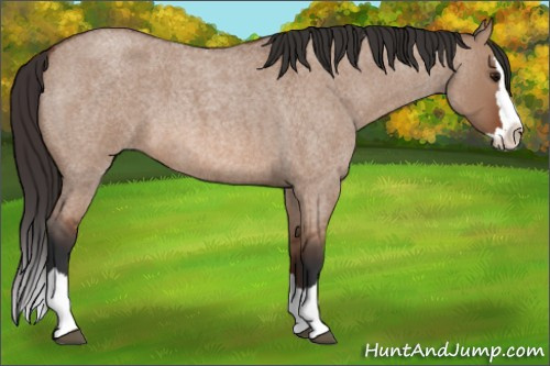 Horse Color: Unknown 