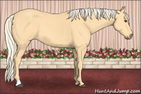 Horse Color:Palomino 
