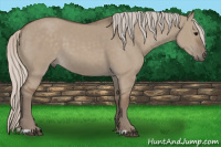 Horse Color:Silver Grullo 